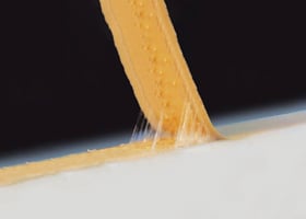 Adhesion