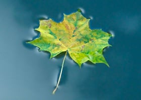 Surface Tension
